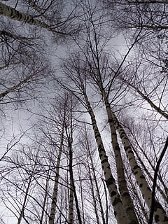 bosque, primavera, arboles, naturaleza, generosamente, cielo, árbol, árbol desnudo, vista de ángulo bajo, rama, planta, nadie, el maletero, tronco de arbol, día, tranquilidad, al aire libre, arquitectura, estructura construida, invierno, exterior del edificio, crecimiento, belleza en la naturaleza, temperatura fría, copas de los árboles, 5K, CC0, dominio público, libre de derechos