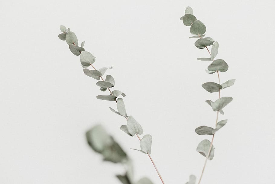 blisko, fotografia, Zielony, leafed, roślina, szary, roślina liściasta, biały, tło, eucalyptu, liść, wysuszony, suchy, suszona roślina, część rośliny, Natura, żadnych ludzi, studio strzał, białe tło, zielony kolor, piękno natury, wzrost, biały kolor, wewnątrz, zimna temperatura, zimowy, zbliżenie, kwiat, śnieg, 4K