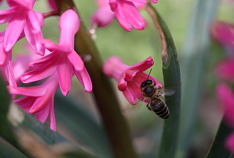 ดอกผักตบชวา, ผึ้ง, เที่ยวบิน, การผสมเกสรดอกไม้, สีชมพู, ดอกไม้, Insecta, กลีบดอก, ฤดูใบไม้ผลิ, ธรรมชาติ, ธีมสัตว์, สัตว์ที่ไม่มีกระดูกสันหลัง, สัตว์, สัตว์ในป่า, แมลง, สัตว์ป่า, สัตว์หนึ่งตัว, ความงามในธรรมชาติ, ไม้ดอก, ใกล้ชิด, ปลูก, ความบอบบาง, ความอ่อนแอ, มุ่งเน้นไปที่เบื้องหน้า, กลีบดอกไม้, ไม่มีคน, หัวดอกไม้, กลางแจ้ง, สีม่วง, 2K, CC0, โดเมนสาธารณะ, ค่าลิขสิทธิ์ฟรี