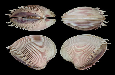 four white seashells, shell, seashell, clam, elegant venus, mollusk, spines, ocean, shellfish, sea, food, black background, studio shot, animal wildlife, animal, sea life, animal shell, close-up, animal themes, no people, marine, animals in the wild, indoors, nature, invertebrate, natural pattern, pattern, seafood, 2K, CC0, public domain, royalty free