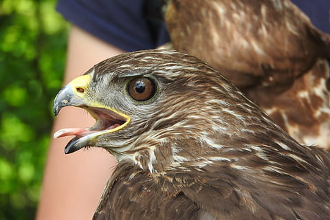 cioc, Buzzard, cap, sălbatic, prădător, vânătoare cu șoimi, ochi, pasăre de pradă, pasăre, animal, animale în sălbăticie, animale tematice, animale sălbatice, un animal, animale vertebrate, să se concentreze asupra primelor elemente, a închide, partea corpului animalului, zi, in cautarea, maro, nici o persoana, vulturul - pasăre, uitându-se departe, șoim - pasăre, cap de animal, vultur, pui de somn, vizualizare profil, ochi de animale, gura deschisa, 4K, CC0, domeniu public, fără drepturi de autor