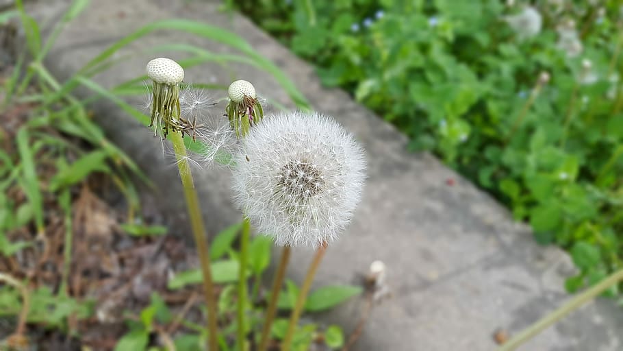 dente di leone, astratto, primavera, semi, asciutto, fiori, silaggio, crescita, pianta, natura, giorno, bellezza nella natura, colore verde, fiore, vulnerabilità, fragilità, pianta fiorita, freschezza, Colore bianco, avvicinamento, nessuno, concentrarsi sulle conoscenze acquisite, terra, campo, morbidezza, infiorescenza, testa di fiore, all'aperto, semi di dente di leone, 4K