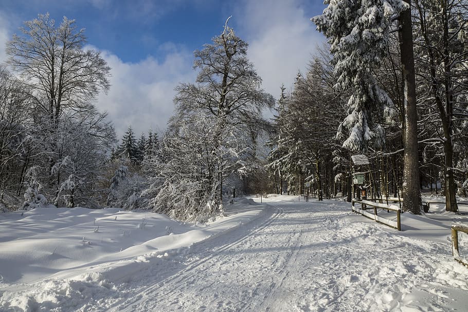 Kiefern, Wintersaison, Winter, Schnee, winterlich, Weiß, kalt, Wald, schneebedeckt, Landschaft, Wintertraum, Winterwald, rau, Natur, kalte Temperatur, Baum, Pflanze, Schönheit in der Natur, Abdeckung, Himmel, weiße Farbe, Ruhe, ruhige Szene, keine Leute, Szenen - Natur, Tag, wolke - himmel, Umgebung, Land, Nicht-städtische Szene, draußen, schneebedeckter Berg, 5K