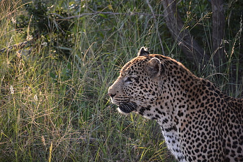 lleopard, abendstimmung, gat, herba, cap, fauna animal, temes d'animals, animals a la natura, un animal, animal, felí, gat gran, mamífer, cap gent, vertebrats, naturalesa, safari, planta, carnivora, centrar-se en primer pla, marques d’animals, a l'aire lliure, bigotis, gat no domesticat, cap d’animals, 5K, CC0, domini públic, lliure de regalies