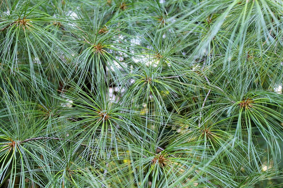 sfondo e trame, pini di aghi, struttura, albero, natura, verde, foresta, ago, all'aperto, pianta, crescita, colore verde, bellezza nella natura, fotogramma intero, nessuno, giorno, foglia, sfondi, parte vegetale, avvicinamento, la tranquillità, Pino, vista dall'alto, freschezza, terra, albero di conifere, ago - parte vegetale, spinoso, 4K