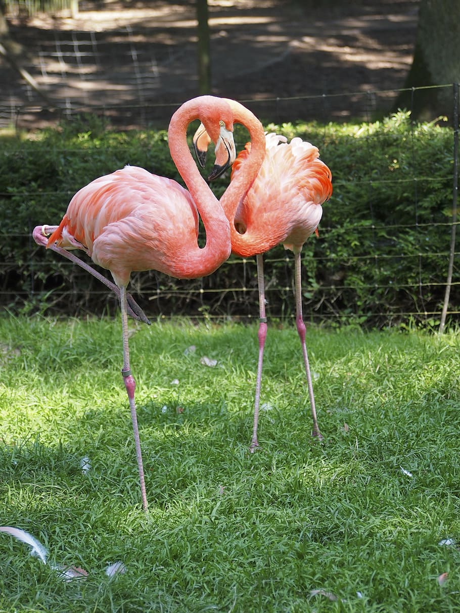 Flamingo, Vogel, Rosa, Tier, Tierthemen, Wirbeltier, Tiere in freier Wildbahn, Tierwelt, Gras, Land, Pflanze, Gruppe von Tieren, Feld, Natur, keine Leute, Tag, Stehen, pinke Farbe, draußen, grüne Farbe, zwei tiere, Tierhals, Süßwasservogel, 4K