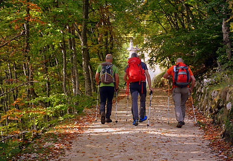 escursione, foresta, autunno, pista, camminando con bastoni, montagna, il percorso europeo, e5, Lessinia, Italia, albero, retrovisore, persone reali, lunghezza intera, a piedi, gruppo di persone, stili di vita, pianta, attività di svago, uomini, adulto, natura, terra, crescita, zaino, attività, giorno, persone, all'aperto, 5K, CC0, dominio pubblico, privo di copyright