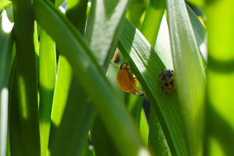 tramado, mariquita, insecto, fauna silvestre, animal, verano, animales en la naturaleza, un animal, temas de animales, color verde, fauna animal, invertebrado, planta, parte de la planta, hoja, naturaleza, de cerca, día, nadie, crecimiento, enfoque selectivo, al aire libre, hierba, brizna de hierba, 1080P, CC0, dominio público, libre de derechos
