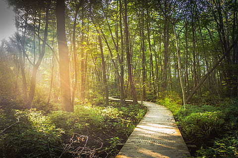 cărare, verde, leafed, copaci, intre, Boardwalk, cale, pădure, lemn, scanduri, trecere, lumina soarelui, razele, raza de soare, vară, în aer liber, natură, copac, peisaj, Culoarea verde, scenics, frunze, nici o persoana, o scenă liniștită, frumusețe în natură, plantă, dimineaţă, luxuriant frunziș, scenă non-urbană, lumină - fenomen natural, mediu inconjurator, teren, liniște, scenice - natura, calea de urmat, direcţie, creştere, trunchi de copac, 4K, CC0, domeniu public, fără drepturi de autor