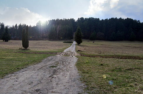 Path, Field, Meadow, Forest, Sunset, field this, tree, tranquility, landscape, no people, nature, sky, plant, grass, land, environment, tranquil scene, scenics - nature, cloud - sky, day, non-urban scene, growth, direction, the way forward, beauty in nature, outdoors, pine tree, pine woodland, coniferous tree, 1080P, CC0, public domain, royalty free