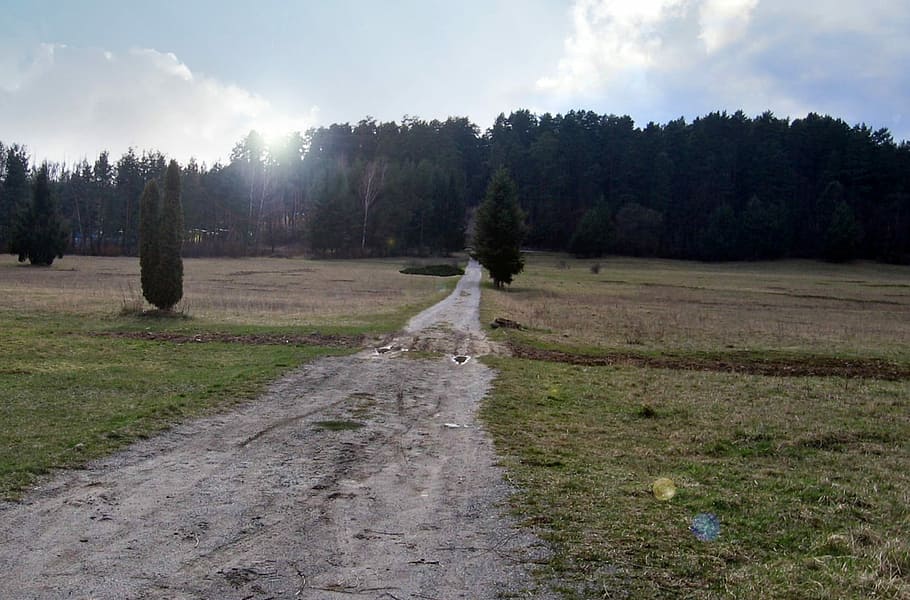 cesta, pole, louka, les, západ slunce, toto pole, strom, klid, krajina, nikdo, Příroda, nebe, rostlina, tráva, přistát, životní prostředí, klidné scény, scenics - příroda, mrak - nebe, den, mimoměstské scény, růst, směr, cesta vpřed, krása v přírodě, venku, borovice, borové lesy, jehličnatého stromu, 1080P