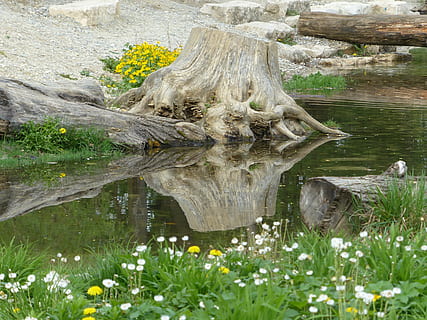 radice, albero, acqua, mirroring, natura, legna, radice dell'albero, banca, vecchia radice, abbaiare, pianta, crescita, giorno, bellezza nella natura, nessuno, lago, la tranquillità, colore verde, fiore, erba, pianta fiorita, all'aperto, terra, tronco, scena non urbana, tronco d'albero, Driftwood, 4K, CC0, dominio pubblico, privo di copyright