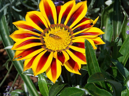 blomst, insekt, blomsterfluer, sommer, natur, blomstrende plante, skjørhet, sårbarhet, vekst, anlegg, blomsterhodet, inflorescence, friskhet, petal, skjønnhet i naturen, nærbilde, gul, pollen, plante del, blad, dag, fokusere på forgrunnen, ingen folk, utendørs, gazania, 4K, CC0, offentlig domene, opphavsrett gratis