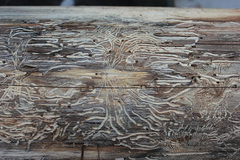 Holzmuster, Würmer, Muster, Textur, Insekt, Holz - Material, Hintergründe, Brett, alt, keine Leute, Nahansicht, Tag, draußen, Natur, Holz, texturiert, braun, High Angle View, Baum, natürliches Muster, Fokus auf den Vordergrund, Vollbild, Kreativität, Design, Land, Borke, 2K, CC0, gemeinfrei, lizenzfrei