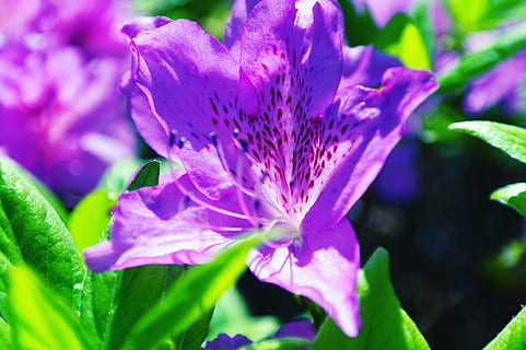 Azalee, Blumen, Frühling, Pflanzen, Natur, hwasaham, wunderschönen, Blumengärten, Garten, hell, Berg, pinke Blume, April, rote Blumen, Rosa, königliche Azaleen, blühen, Mandasan, Blumenbaum, Blumenhorn, Frühlingsblumen, Landschaft, Park, Korea, Schönheit, Hainan, blühende Pflanze, Blume, Pflanze, Frische, Schönheit in der Natur, Nahansicht, Zerbrechlichkeit, Wachstum, Verletzlichkeit, lila, Blütenblatt, Blütenkopf, Blütenstand, keine Leute, pinke Farbe, Blatt, selektiver Fokus, Pflanzenteil, Pollen, draußen, Gartenarbeit, 4K, CC0, gemeinfrei, lizenzfrei