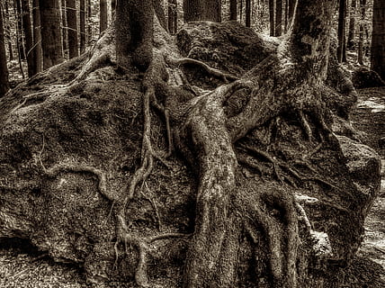 rot, trerot, druid lund, skog, nasjonalpark, grodd, natur, mose, stamme, trestamme, tre, ingen folk, dag, anlegg, tau, land, utendørs, nærbilde, vekst, plante del, garn, styrke, mønster, fokusere på forgrunnen, fiskeindustrien, flokete, 4K, CC0, offentlig domene, opphavsrett gratis