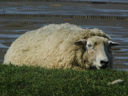 dithmarschen, sheep, dike, farm, wool, agriculture, livestock, animal, grass, lamb, ewe, rural Scene, pasture, nature, mammal, animal themes, domestic, domestic animals, pets, one animal, plant, vertebrate, no people, day, field, land, cattle, portrait, outdoors, herbivorous, 1080P, CC0, public domain, royalty free
