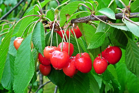 frutta, ciliegie, albero, rametto, primavera, foglia, cibo e bevande, cibo, parte vegetale, mangiare sano, crescita, rosso, pianta, freschezza, colore verde, avvicinamento, natura, frutti di bosco, benessere, giorno, concentrarsi sulle conoscenze acquisite, nessuno, bellezza nella natura, maturo, all'aperto, sorbe, 2K, CC0, dominio pubblico, privo di copyright