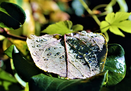 blad, dråber, regndråber, dug, plante, planter, regn, efterår, dråbe vand, natur, træ, efter regnen, vand, gule blade, stadig, smukt, atmosfære, have, svensk natur, grønne, grøn, udendørs, tæt på, sverige, sollys, plante del, dråbe, skønhed i naturen, vækst, våd, friskhed, ingen mennesker, sårbarhed, grøn farve, regndråbe, skrøbelighed, blomst, dag, blade, lave om, renhed, lilla, 4K, CC0, offentligt domæne, royaltyfrie