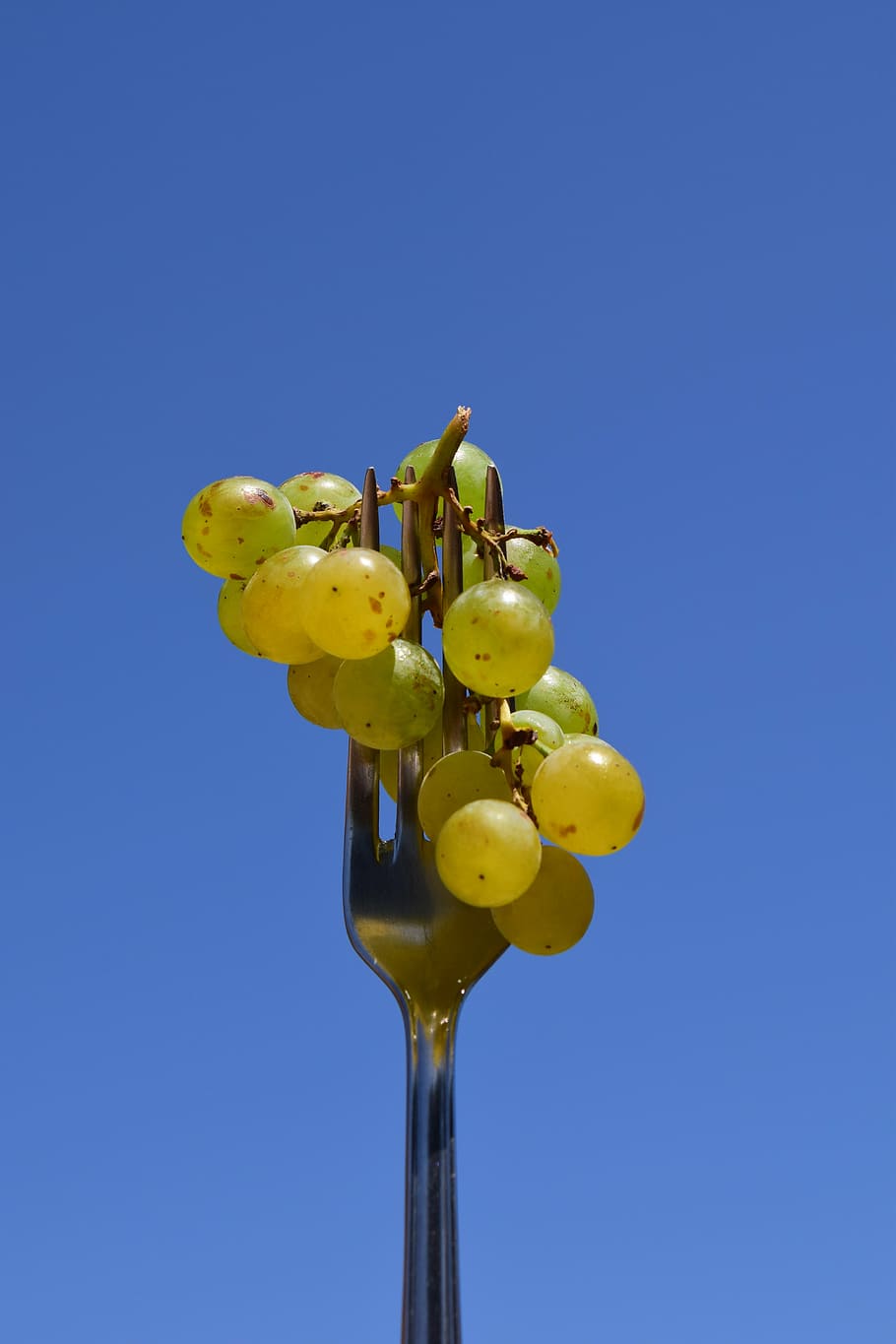 uva, forchetta, mangiare, vicino, forcella metallica, posate, cielo, blu, cielo sereno, freschezza, natura, nessuno, copia spazio, giallo, Inquadratura dal basso, pianta, cibo, frutta, crescita, mangiare sano, avvicinamento, fiore, bellezza nella natura, cibo e bevande, benessere, vulnerabilità, testa di fiore, 5K