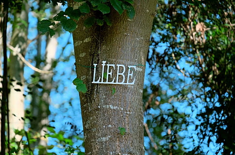 Zauberwald, Zuneigung, zusammen, in Verbindung gebracht, Sommer-, Pflanze, Kofferraum, Baum, Baumstamm, Kommunikation, Text, Wachstum, westliche Schrift, Natur, Tag, Fokus auf den Vordergrund, Zeichen, draußen, keine Leute, Information, Großbuchstabe, Nahansicht, Nummer, grüne Farbe, Hinweisschild, Botschaft, 1080P, CC0, gemeinfrei, lizenzfrei