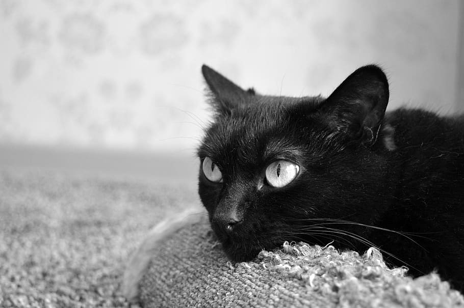 gatto nero, tiragraffi, animale domestico, nero, peloso, pelliccia, animale, muso di gatto, visualizzazioni, gatto, sogni di gatto, il gatto è, gatto pigro, gatto che riposa, gatto che dorme, vicino, riflessivo, giovane gatto, gatto di casa, gatto in cerca, bellissimo gatto, vista, gatto addormentato, persona gatto, casa, avvicinamento, carina, animali, occhi di gatto, animali domestici, domestico, mammifero, un animale, temi animali, gatto domestico, felino, vertebrato, parte del corpo animale, colore nero, rilassamento, analizzare, cercare, guardare, guardando lontano, sdraiarsi, nessuno, ritratto, testa di animale, baffo, occhio animale, 5K