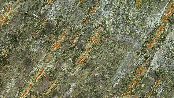 log, structură, natură, maro, Buturuga, structura, fundal, cadru complet, fundaluri, texturată, abstract, nici o persoana, a închide, zi, în aer liber, vedere în unghi mare, plantă, stare brută, model, apă, copac, lemn - material, mușchi, solid, creştere, stâncă, 4K, CC0, domeniu public, fără drepturi de autor