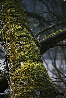 wood, moss, trunk, tree, branch, plant, tree trunk, growth, no people, focus on foreground, green color, close-up, day, nature, covering, tranquility, textured, outdoors, beauty in nature, rough, selective focus, lichen, bark, 4K