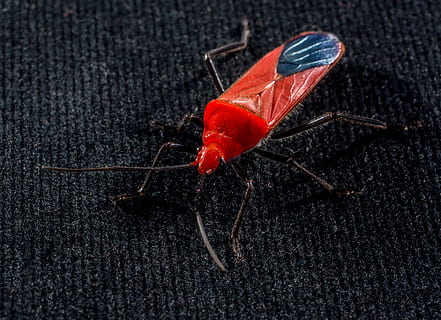 rød bille, insekt, makro, bille, rød, ingen mennesker, tæt på, studio skud, sort baggrund, indendørs, høj vinkel visning, orange farve, natur, enkelt objekt, udendørs, mad og drikke, sort farve, dyr, mad, stilleben, dag, direkte over, dyre temaer, tekstureret, lave om, dyreliv, orange, 4K, CC0, offentligt domæne, royaltyfrie