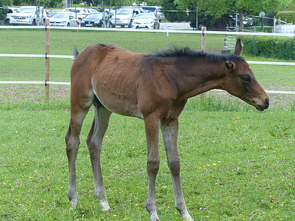 hříbě, spojka, pastvina, paddock, mláďata, tráva, plemeno koní, chov, zvíře, zvířat, savec, kůň, domácí zvířata, pole, obratlovců, domácí, přistát, hospodářských zvířat, domácí mazlíčci, rostlina, jednoho zvířete, zelená barva, den, nikdo, býložravý, Příroda, venku, 4K, CC0, veřejná doména, bez autorských práv