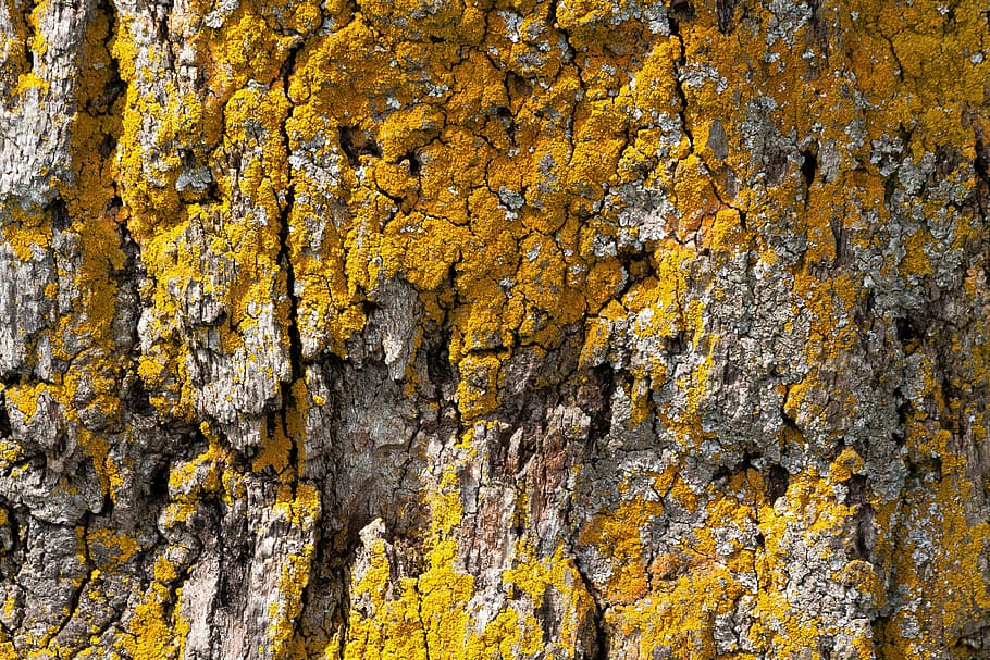abbaiare, albero, quercia, vecchia quercia, migliore, Abbandonare la corteccia, lichene, giallo, arancia, grigio, natura, pianta, fotogramma intero, nessuno, crescita, strutturato, tronco, sfondi, tronco d'albero, giorno, avvicinamento, corteccia vegetale, ruvido, bellezza nella natura, all'aperto, modello, muschio, condizione naturale, 4K