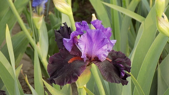 iris, blomst, sommer, blomstrende plante, plante, lilla, friskhed, skønhed i naturen, skrøbelighed, sårbarhed, vækst, tæt på, natur, kronblad, blomsterhoved, blomsterstand, iris - plante, ingen mennesker, plante del, blad, dag, grøn farve, forår, pollen, 5K, CC0, offentligt domæne, royaltyfrie