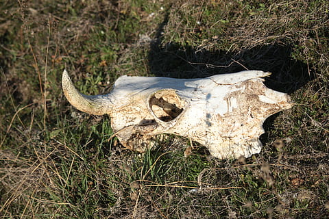 principe igor, cranio, leggende, osso, teschio animale, parte del corpo animale, animale, fauna selvatica, nessuno, terra, temi animali, natura, pianta, campo, giorno, osso animale, erba, avvicinamento, un animale, concentrarsi sulle conoscenze acquisite, parte del corpo, testa di animale, 2K, CC0, dominio pubblico, privo di copyright