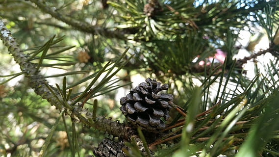 pinecone, mažai, žalias, mažas, pušies kūgis, medis, augalų, pušies, spygliuočių medis, augimą, pobūdį, filialas, pinaceae, nėra žmonių, dieną, Iš arti, atrankinis dėmesys, sutelkti dėmesį į naujas žinias, grožis gamtoje, ramybė, žalia spalva, maisto, lauke, miškas, pušies mediena, adatos augalų dalis, 5K, CC0, Viešasis domenas, nemokamai