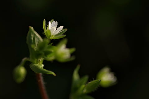 warzucha, flower, spring, tiny, grasshopper, white, the petals, flowers, plant, blooming, meadow, poland, the delicacy, freshness, close-up, growth, studio shot, food and drink, green color, black background, no people, food, beauty in nature, selective focus, nature, leaf, plant part, vegetable, healthy eating, flowering plant, copy space, 4K, CC0, public domain, royalty free