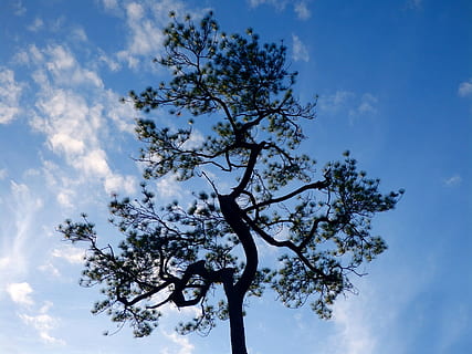 Pine, Tree, Blue, Sky, Winter, Nature, pine, tree, blue, sky, branch, country, forest, plant, outdoors, cloud - Sky, low angle view, beauty in nature, day, no people, growth, tranquility, leaf, scenics - nature, single tree, sunlight, flower, plant part, tree canopy, 1080P, CC0, public domain, royalty free