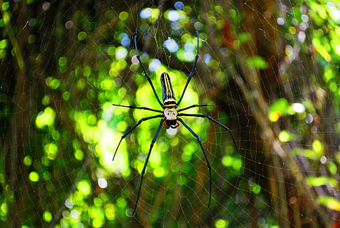 aranya, web, teranyina, insecte, femella, aràcnids, orador teixidor d'or, nephila pilipes, fabricius, negre, groc, animals a la natura, fauna animal, invertebrat, temes d'animals, un animal, animal, artròpode, centrar-se en primer pla, fragilitat, primer pla, naturalesa, dia, zoologia, cap gent, vulnerabilitat, a l'aire lliure, cames d’animal, ala dels animals, 4K, CC0, domini públic, lliure de regalies