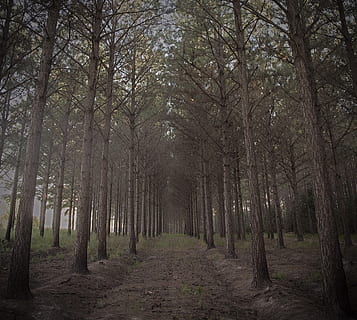Skov, træer, fyrretræ, grannåle, natur, fyrgren, efterår, træ, plante, jord, ro, vejen frem, ingen mennesker, vækst, retning, rolig scene, faldende perspektiv, skønhed i naturen, træstamme, bagagerum, ikke-urbane scene, scenics - natur, miljø, bare træ, udendørs, treelined, træ baldakin, bambus - plante, 2K, CC0, offentligt domæne, royaltyfrie