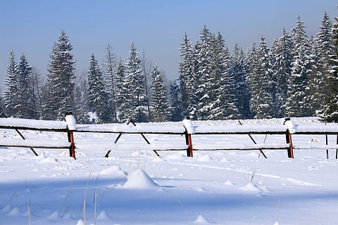 la neve, inverno, freddo, ghiaccio, foresta, sepolto, scherma, temperatura fredda, albero, pianta, scena tranquilla, terra, Colore bianco, natura, scenics - natura, bellezza nella natura, la tranquillità, giorno, scena non urbana, campo, ambiente, paesaggio, copertura, all'aperto, nevicando, albero di conifere, 4K, CC0, dominio pubblico, privo di copyright
