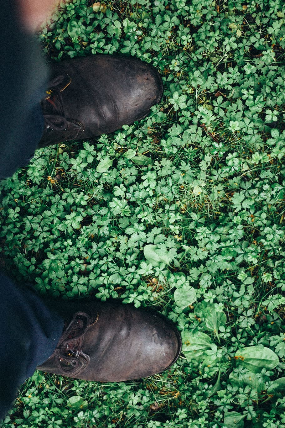 vista, erba, primo, prospettiva personale, uomo, scarpe, parte inferiore, pantaloni, visto, persona, passo, verde, leafed, piante, pelle, scarpe da sera, erba verde, persone, uomini, una persona, all'aperto, un animale, colore verde, verdura, temi animali, natura, nessuno, animale, mammifero, pianta, vertebrato, fauna selvatica, animali domestici, vista dall'alto, domestico, animali allo stato selvatico, giorno, rilassamento, addormentato, testa di animale, 4K