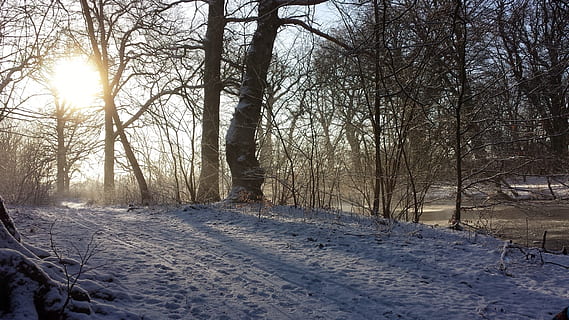 Winter, Sol, Landschaft, Bäume, Schnee, kalte Temperatur, Baum, Pflanze, Land, kahler Baum, Ruhe, Natur, Szenen - Natur, Abdeckung, Schönheit in der Natur, ruhige Szene, keine Leute, Sonnenlicht, weiße Farbe, Himmel, Sonne, Feld, Linseneffekt, draußen, Wald, kalt, 1080P, CC0, gemeinfrei, lizenzfrei