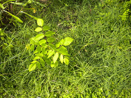 beech, tree sapling, weeds, garden, nature, green color, plant, growth, beauty in nature, land, field, grass, no people, leaf, plant part, day, high angle view, close-up, freshness, flower, outdoors, tranquility, vulnerability, green, 2K, CC0, public domain, royalty free