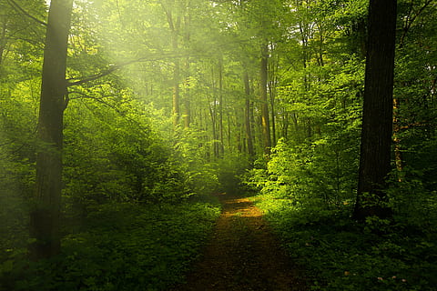 Schotterstraße, Mitte, Wald, Licht, Strahlen, Landschaft, Waldlandschaft, Natur, Grün, Jahreszeit, natürlich, Holz, hell, Frühling, Baum, draußen, Blatt, grüne Farbe, Herbst, szenen, Sonnenlicht, Pflanze, Land, Ruhe, Schönheit in der Natur, Wachstum, Baumstamm, ruhige Szene, Kofferraum, Nicht-städtische Szene, Szenen - Natur, Umgebung, keine Leute, idyllisch, Weg, 2K, CC0, gemeinfrei, lizenzfrei