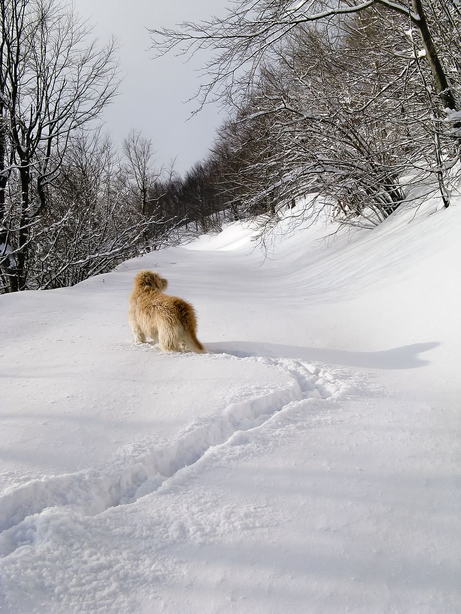 neu, bosc, llop, blanc, gos, parc, amic, empremta, mascota, hivern, ruta, excursió, fred, temperatura de fred, arbre, mamífer, temes d'animals, animal, un animal, Color blanc, naturalesa, terra, cap gent, cobertura, bellesa a la natura, camp, dia, vertebrats, escenics - natura, mascotes, a l'aire lliure, nevar, 2K