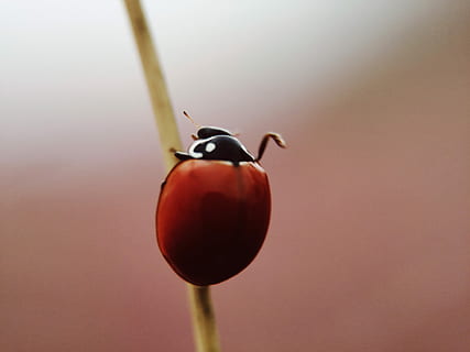 selective, focus photography, brown, bug, red, black, ladybug, insect, stick, ladybird, animal themes, animal, one animal, animal wildlife, animals in the wild, no people, close-up, food, food and drink, focus on foreground, invertebrate, fruit, bird, nature, healthy eating, vertebrate, plant, day, ripe, 2K, CC0, public domain, royalty free