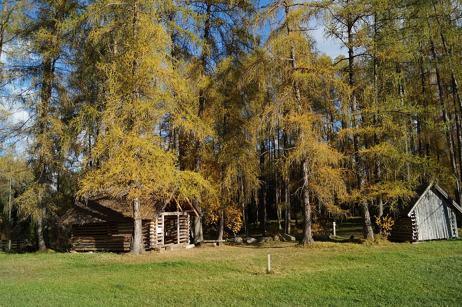 arbres, bosc, sol, humor, tardor, daurat, tyrol, graner, naturalesa, arbre vell, arbreda d’arbres, boscos, arbre, planta, creixement, terra, cap gent, bellesa a la natura, arquitectura, color verd, tranquil·litat, herba, dia, estructura construïda, camp, escena tranquil·la, escena no urbana, a l'aire lliure, escenics - natura, canvi, 5K