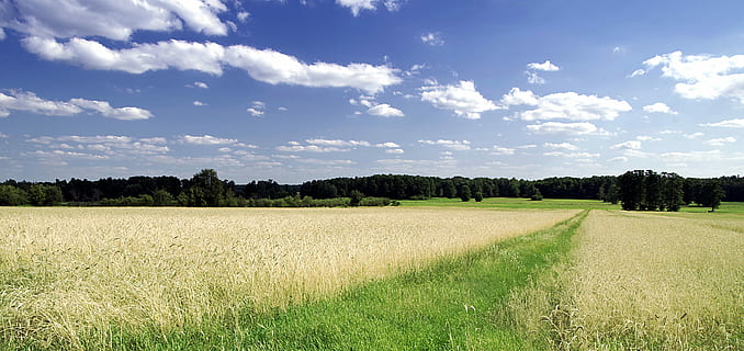 manera, camp, el camí, camps, blat de moro, blat, collita, bosc, paisatge, poble, sorra, pols, wydeptać, pista, verd, Carretera bruta, Polònia, herba, estiu, agricultura, l’horitzó, cel, núvol - cel, escena rural, terra, medi ambient, planta, naturalesa, tranquil·litat, planta de cereals, escenics - natura, arbre, cultiu, bellesa a la natura, escena tranquil·la, cap gent, granja, a l'aire lliure, 5K, CC0, domini públic, lliure de regalies