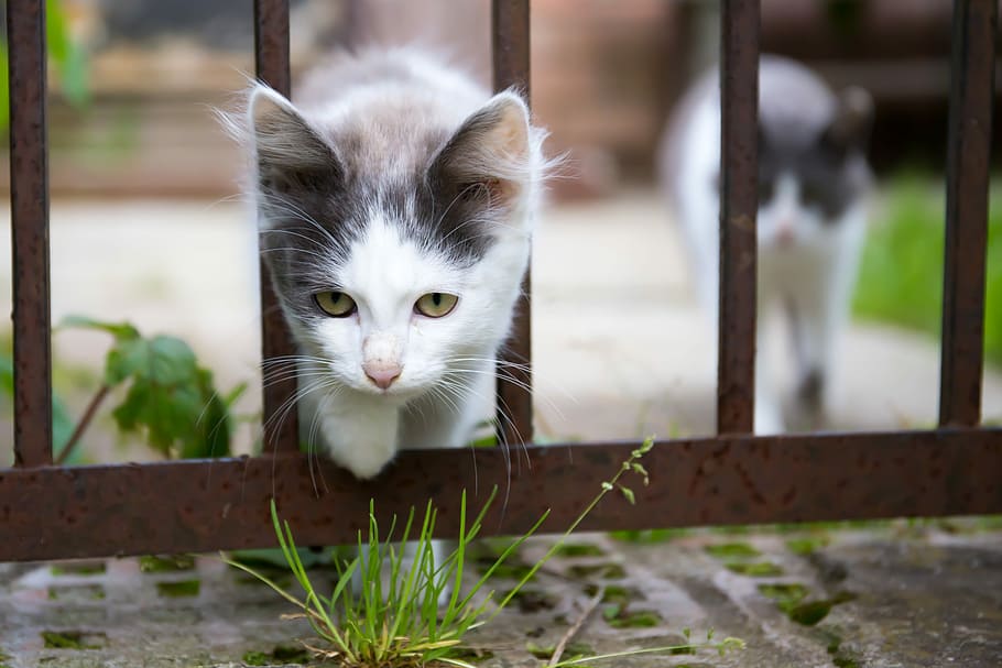 zwei, Katzen, Gehen, Straße, Katze, Tiere, Haustier, Haustiere, Katze sucht, schöne Katze, Dorf, Sommer-, ein Tier, Tierthemen, Kamera betrachten, Fokus auf den Vordergrund, Käfig, Tier, Säugetier, inländisch, Hauskatze, katzenartig, Porträt, Wirbeltier, keine Leute, Whisker, Tag, Nahansicht, Metall, suchen, draußen, gelbe Augen, 4K