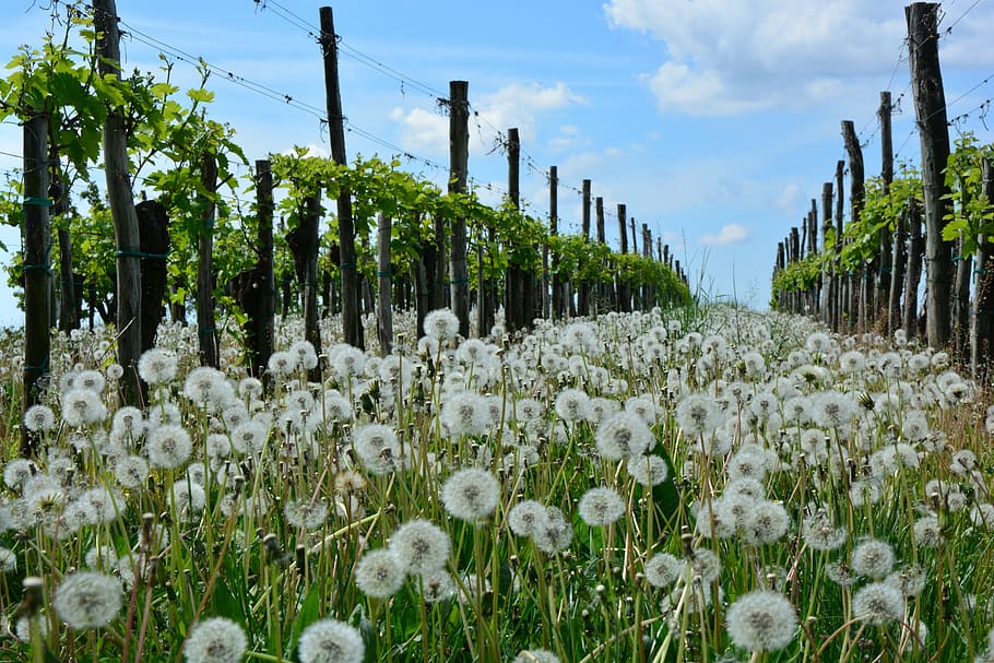 Weiß, Löwenzahn Blumenfeld, umgeben, braun, hölzern, Beiträge, tagsüber, Löwenzahn, Weinberg, Natur, Frühling, Landwirtschaft, Wachstum, Pflanze, draußen, Blume, grüne Farbe, Feld, keine Leute, Schönheit in der Natur, blühende Pflanze, Himmel, Land, wolke - himmel, Tag, Frische, Zerbrechlichkeit, Verletzlichkeit, Ruhe, weiße Farbe, Plantage, 5K