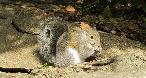 esquirol, esquirol comú, menjar, sòl, pelut, cua peluda, bonic, rosegador, tancar, retrat, jove, fauna animal, mamífer, animals a la natura, un animal, vertebrats, naturalesa, cap gent, dia, terra, sòlid, rock, a l'aire lliure, rock - object, 1080P, CC0, domini públic, lliure de regalies